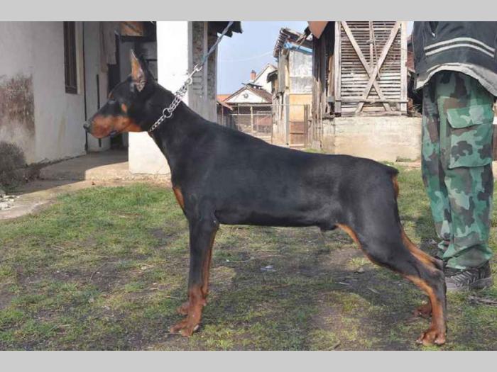 mužjak dobermana 10 meseci black summit kennel besplatni mali oglasi
