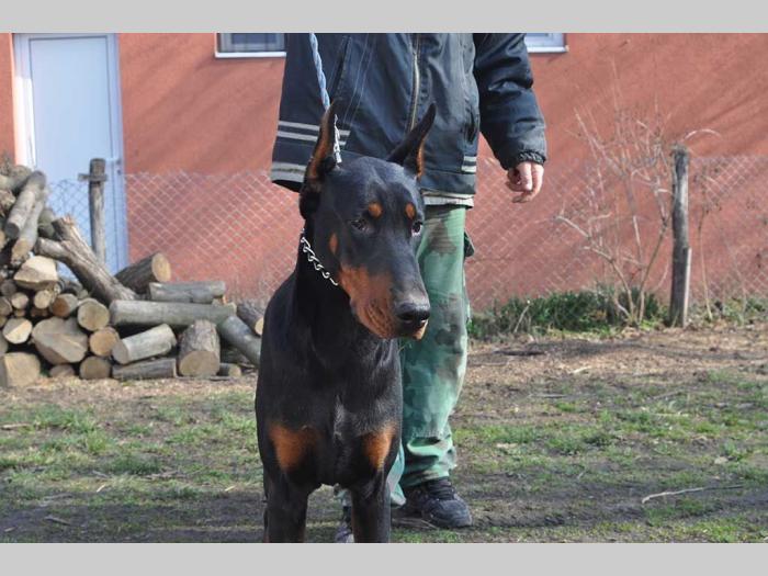 mužjak dobermana 10 meseci black summit kennel besplatni mali oglasi