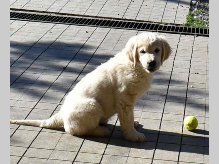 ženka zlatnog retrivera vrhunskog porekla besplatni mali oglasi
