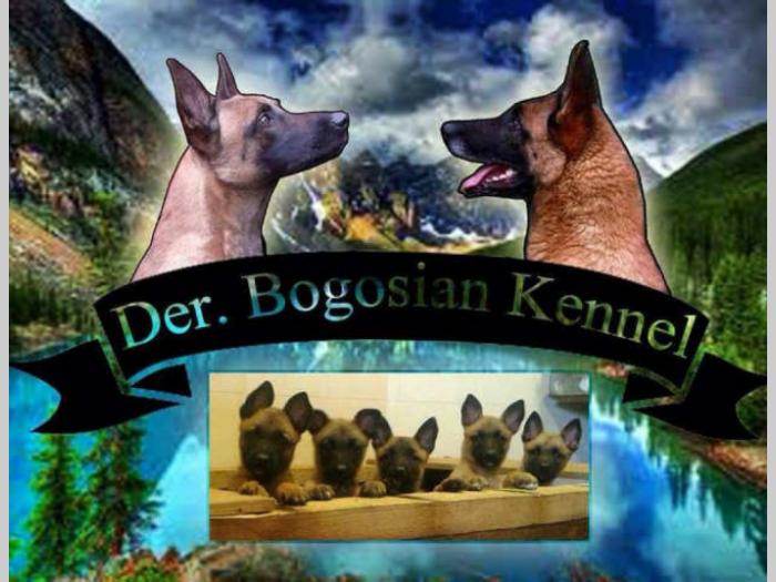 belgijski ovčar malinoa štenci na prodaju besplatni mali oglasi