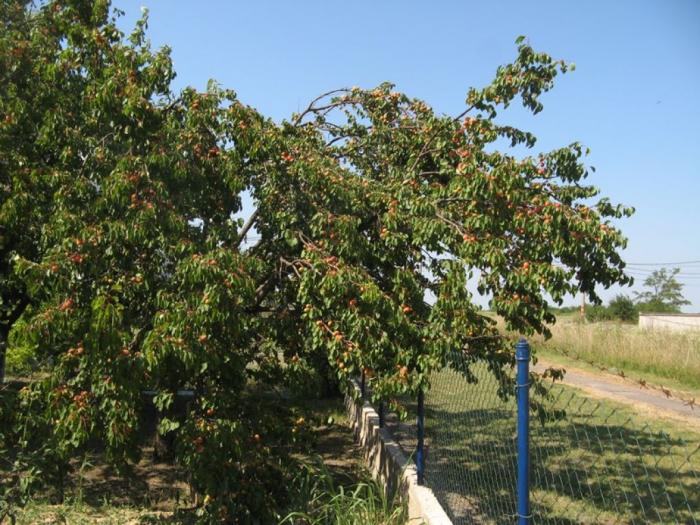 plac u borči od 3 ara, do puta, naseljeno, uknjiženo besplatni mali oglasi