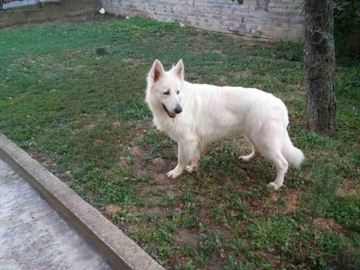 beli švajcarski ovčar besplatni mali oglasi