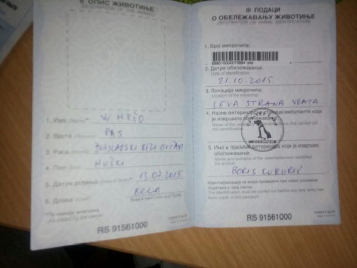 beli švajcarski ovčar besplatni mali oglasi