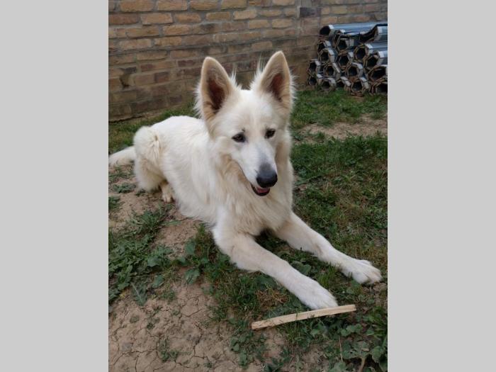 beli švajcarski ovčar besplatni mali oglasi