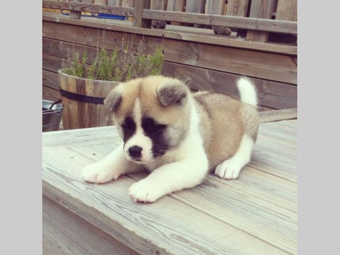 akita inu besplatni mali oglasi