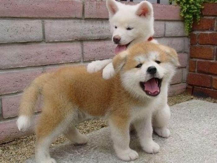 akita inu besplatni mali oglasi