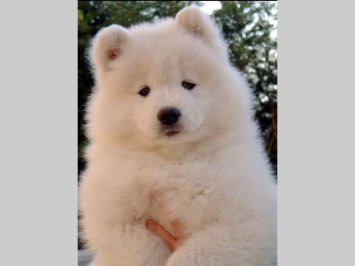 samojed i sibirski haski besplatni mali oglasi