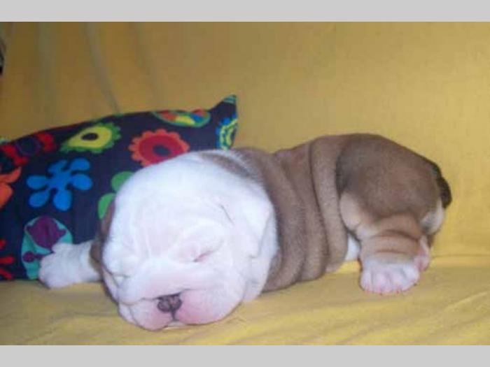 buldog i mops besplatni mali oglasi