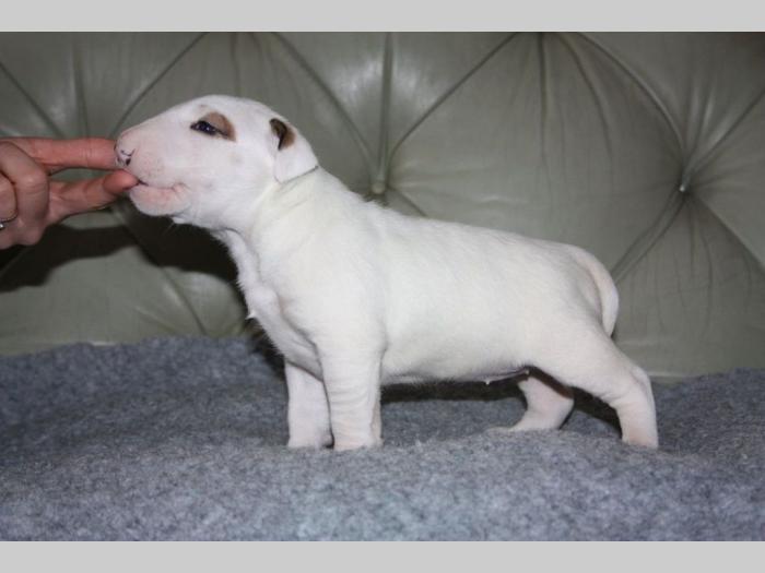 dogo argentino i bul terijer štenci na prodaju besplatni mali oglasi