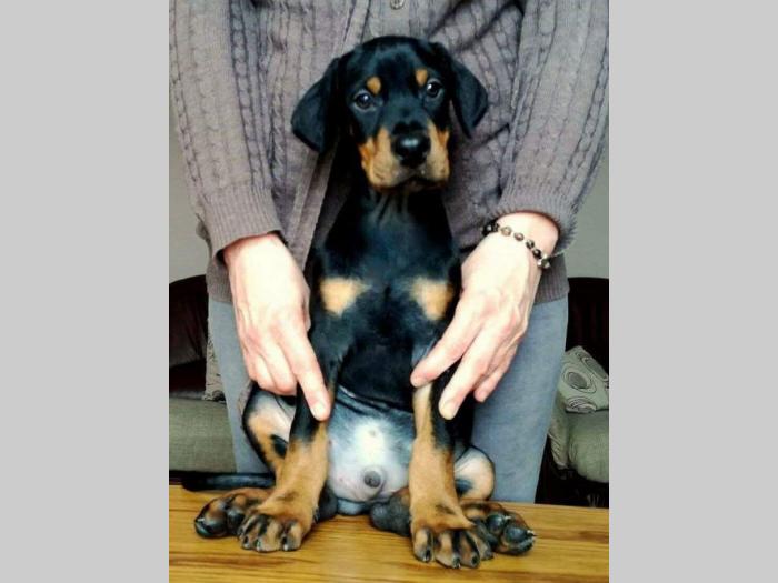 štenci dobermana na prodaju besplatni mali oglasi