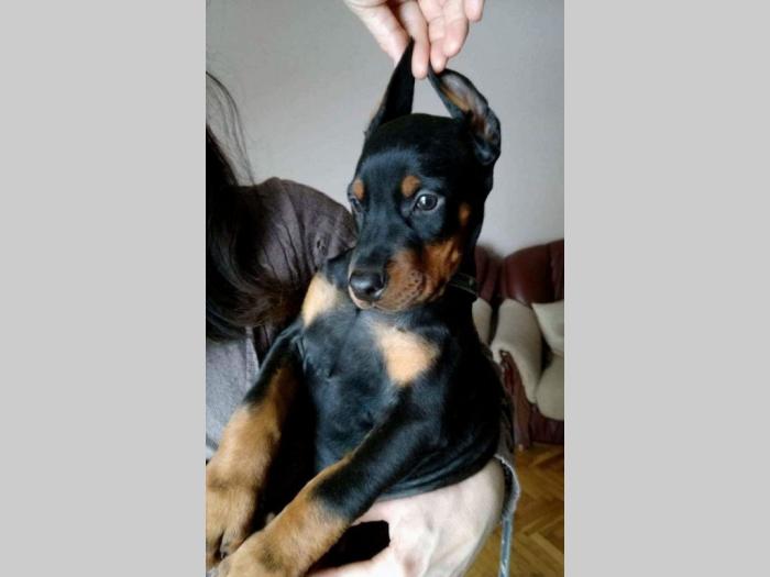 štenci dobermana na prodaju besplatni mali oglasi