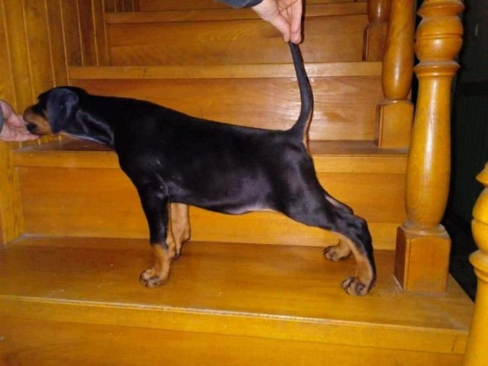 štenci dobermana na prodaju besplatni mali oglasi