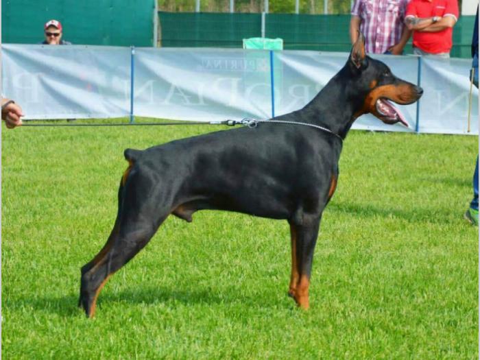 štenci dobermana na prodaju besplatni mali oglasi