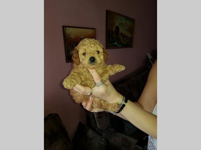toy pudle štenci na prodaju besplatni mali oglasi