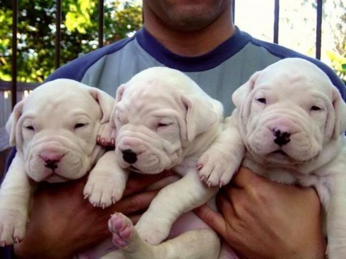 bul terijer i dogo argentino prodaja besplatni mali oglasi