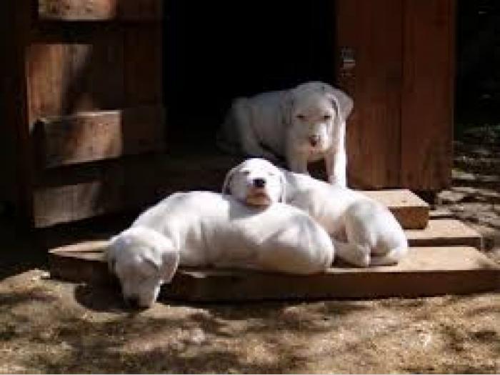 bul terijer i dogo argentino prodaja besplatni mali oglasi