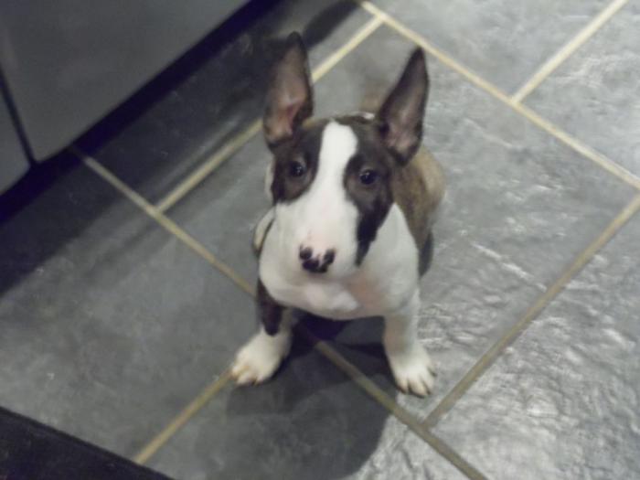 bul terijer i dogo argentino prodaja besplatni mali oglasi