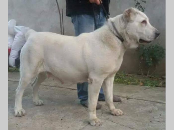 na prodaju štenci srednjeazijskog ovčara besplatni mali oglasi