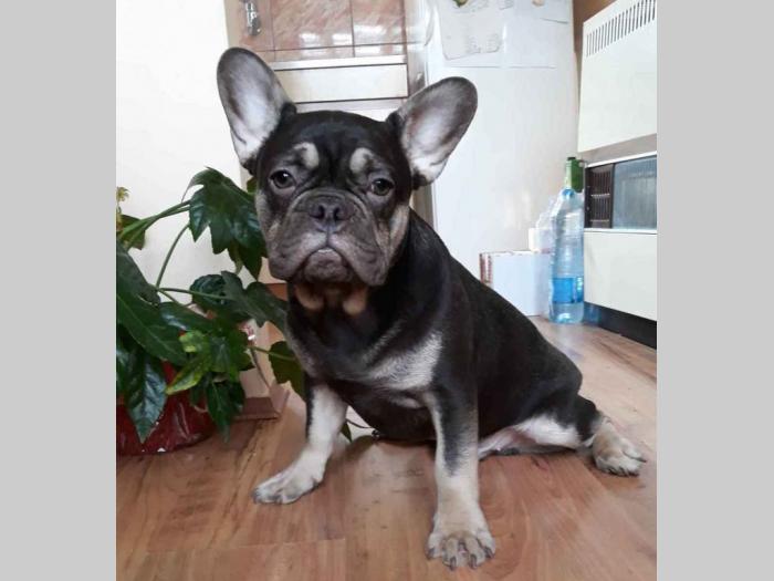 na prodaju francuski bulldog, mužjak besplatni mali oglasi