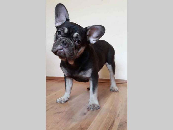 na prodaju francuski bulldog, mužjak besplatni mali oglasi