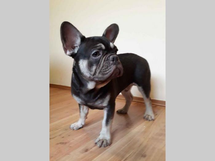 na prodaju francuski bulldog, mužjak besplatni mali oglasi