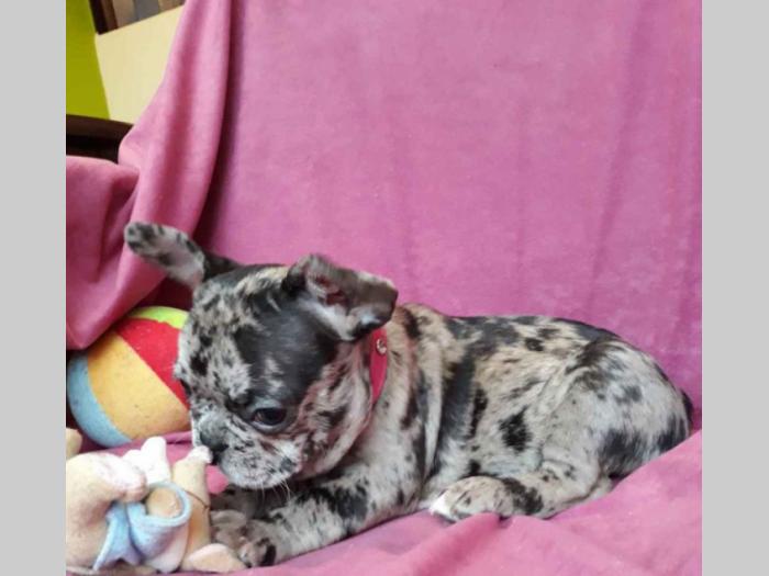 na prodaju francuski bulldog blue merle boje besplatni mali oglasi