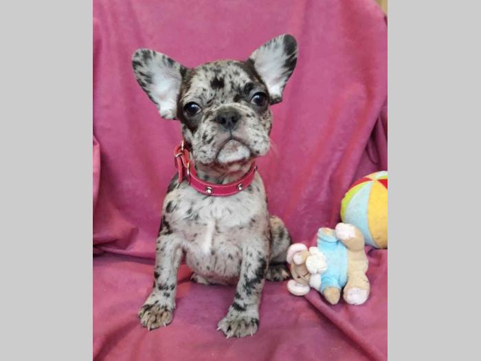 na prodaju francuski bulldog blue merle boje besplatni mali oglasi
