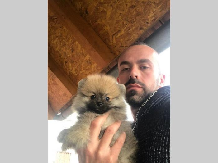 boo pomeranski špic muško štene oranž besplatni mali oglasi