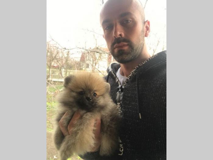 boo pomeranski špic muško štene oranž besplatni mali oglasi