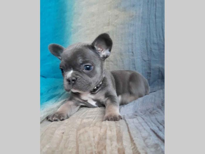 francuski bulldog, ženka blue tan boje besplatni mali oglasi