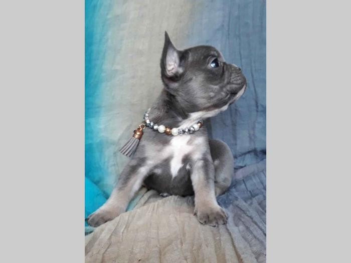 francuski bulldog, ženka blue tan boje besplatni mali oglasi