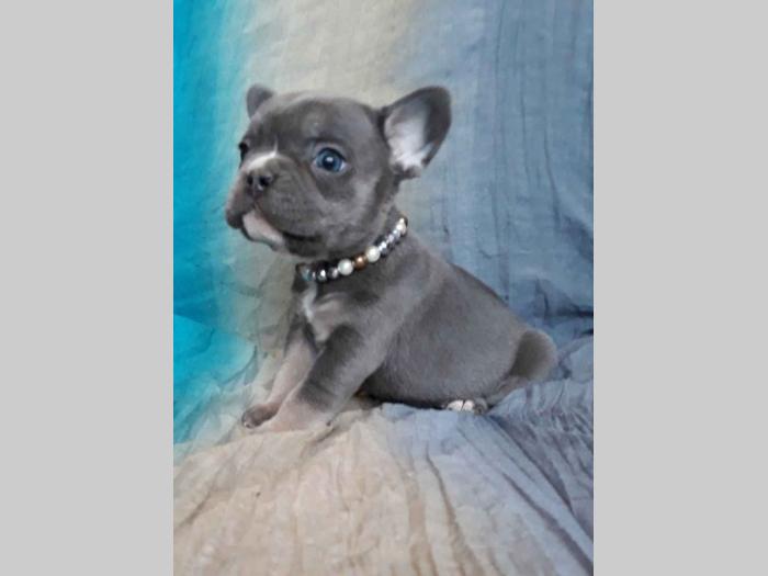 francuski bulldog, ženka blue tan boje besplatni mali oglasi
