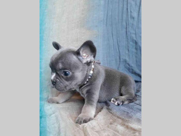 francuski bulldog, ženka blue tan boje besplatni mali oglasi