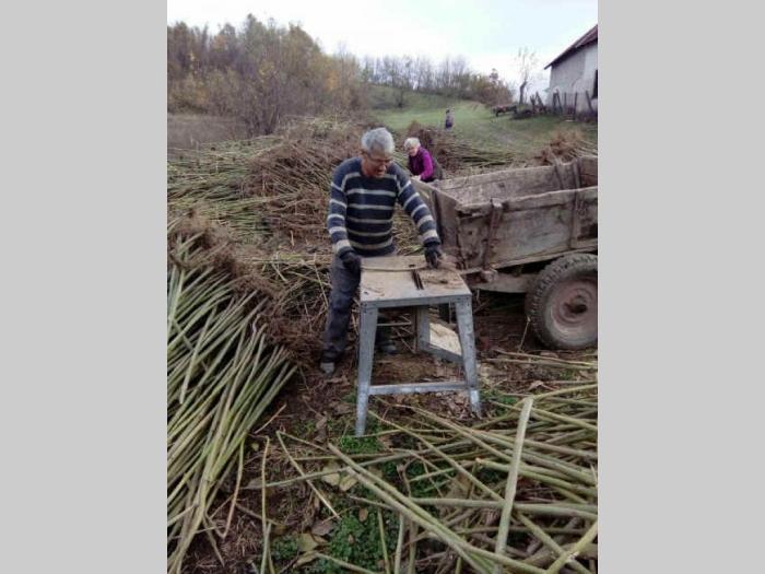 jednogodišnje sadnice paulonije akcija besplatni mali oglasi