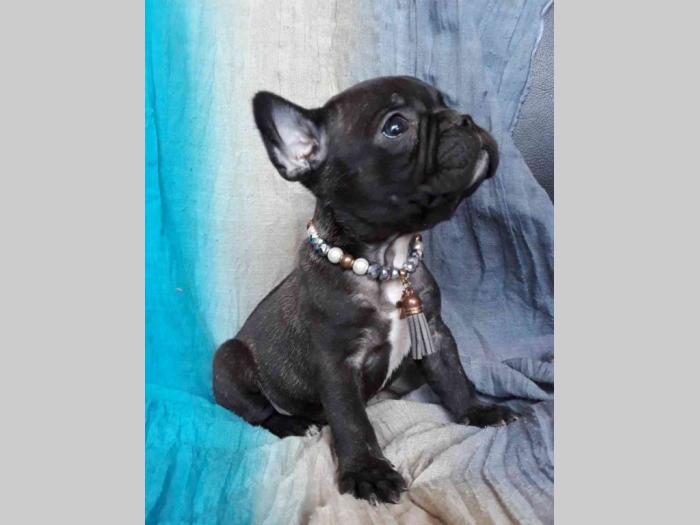 francuski bulldog, prelepi crni štenci besplatni mali oglasi
