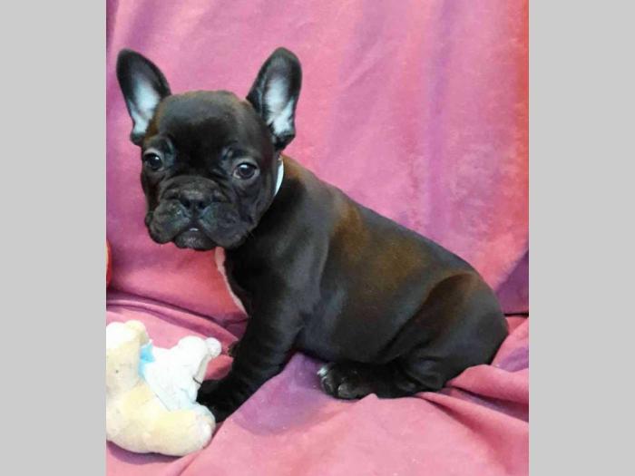 francuski bulldog, prelepi crni štenci besplatni mali oglasi