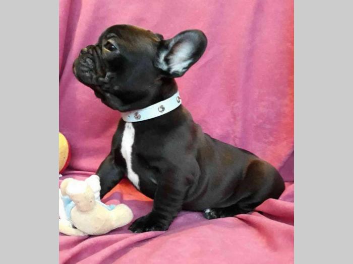 francuski bulldog, prelepi crni štenci besplatni mali oglasi
