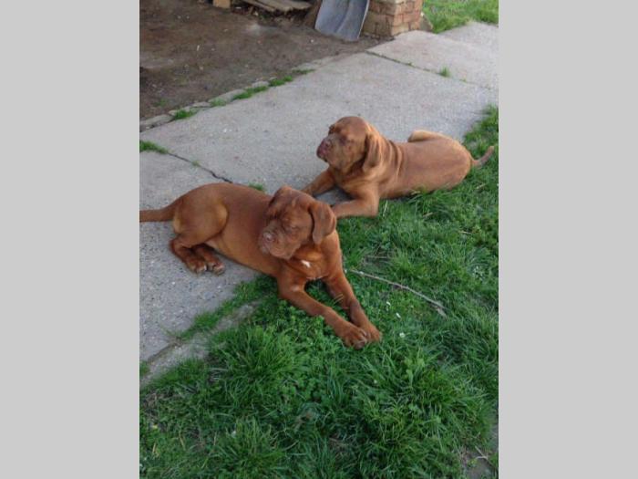 bordoške doge štenci od 4 meseca besplatni mali oglasi