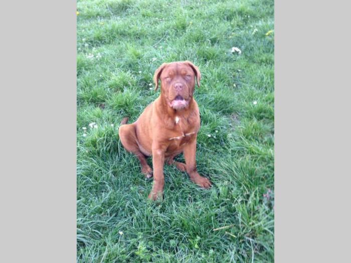 bordoške doge štenci od 4 meseca besplatni mali oglasi