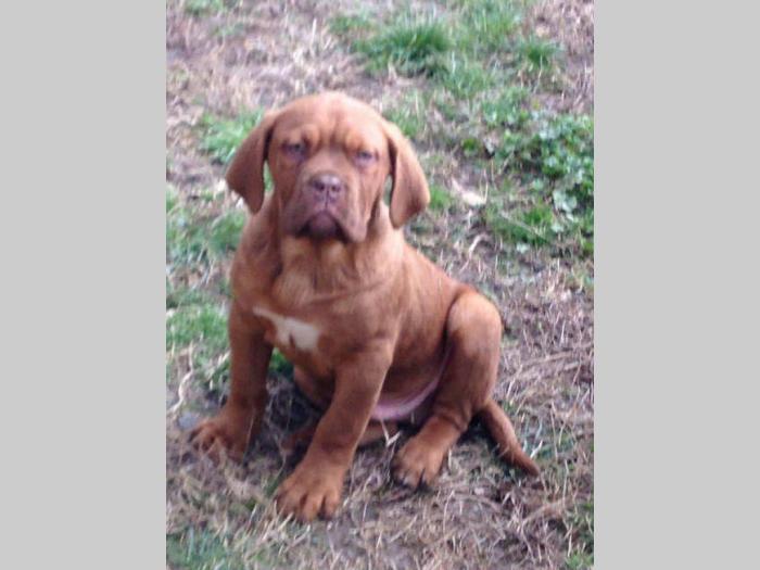 bordoške doge štenci od 4 meseca besplatni mali oglasi