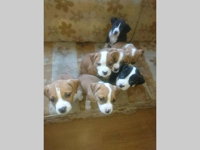 pit bul terijer štenci na prodaju besplatni mali oglasi