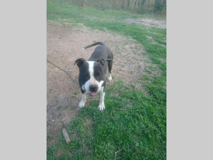 pit bul terijer štenci na prodaju besplatni mali oglasi