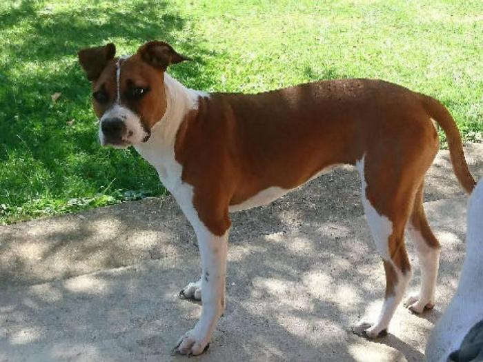 pit bul terijer štenci na prodaju besplatni mali oglasi
