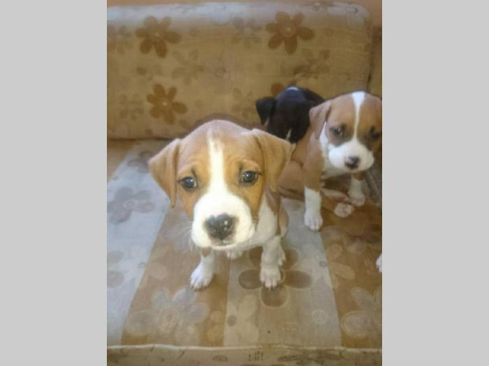 pit bul terijer štenci na prodaju besplatni mali oglasi