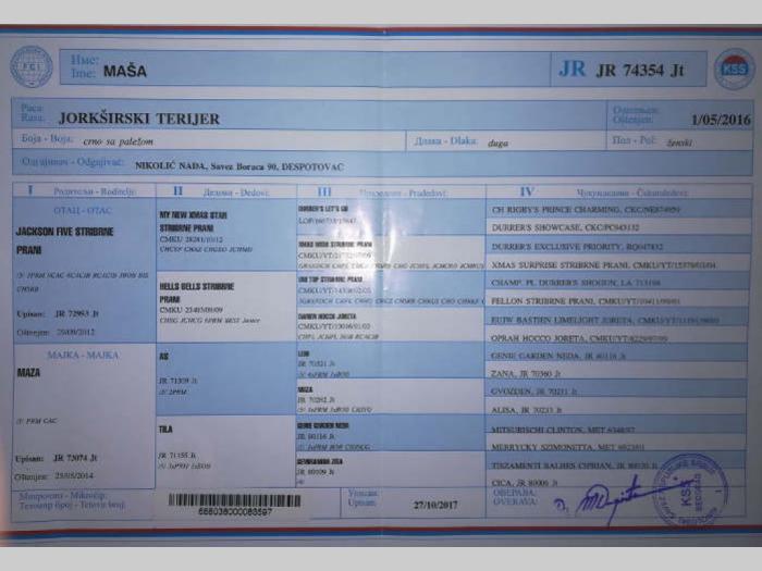 jorkširski terijer prodaja pasa besplatni mali oglasi