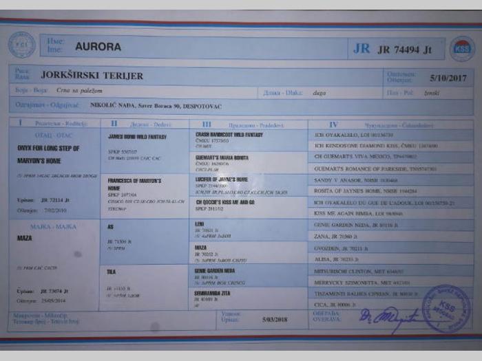 jorkširski terijer prodaja pasa besplatni mali oglasi