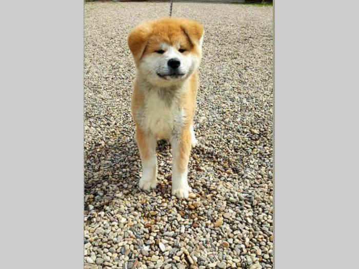 štenci japanske akite prodaja besplatni mali oglasi