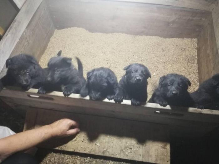 crni nemački ovčar štenci besplatni mali oglasi