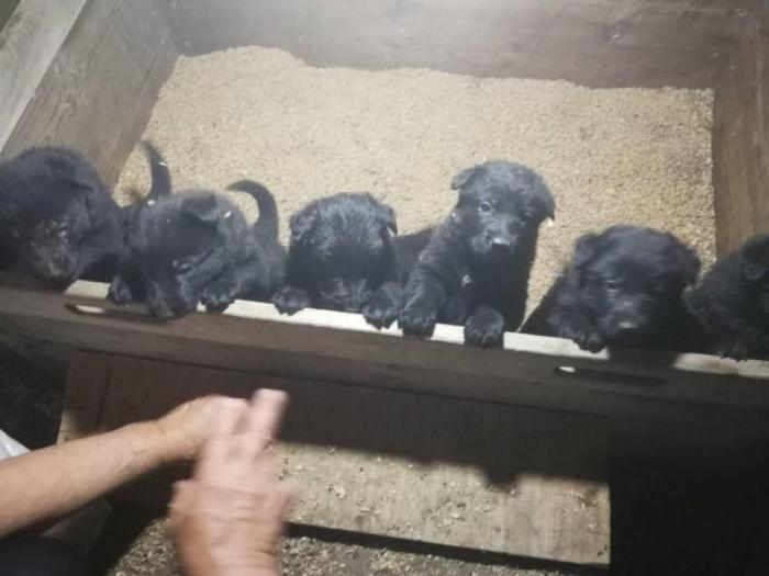 crni nemački ovčar štenci besplatni mali oglasi
