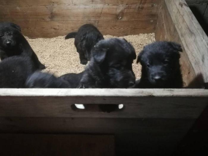 crni nemački ovčar štenci besplatni mali oglasi